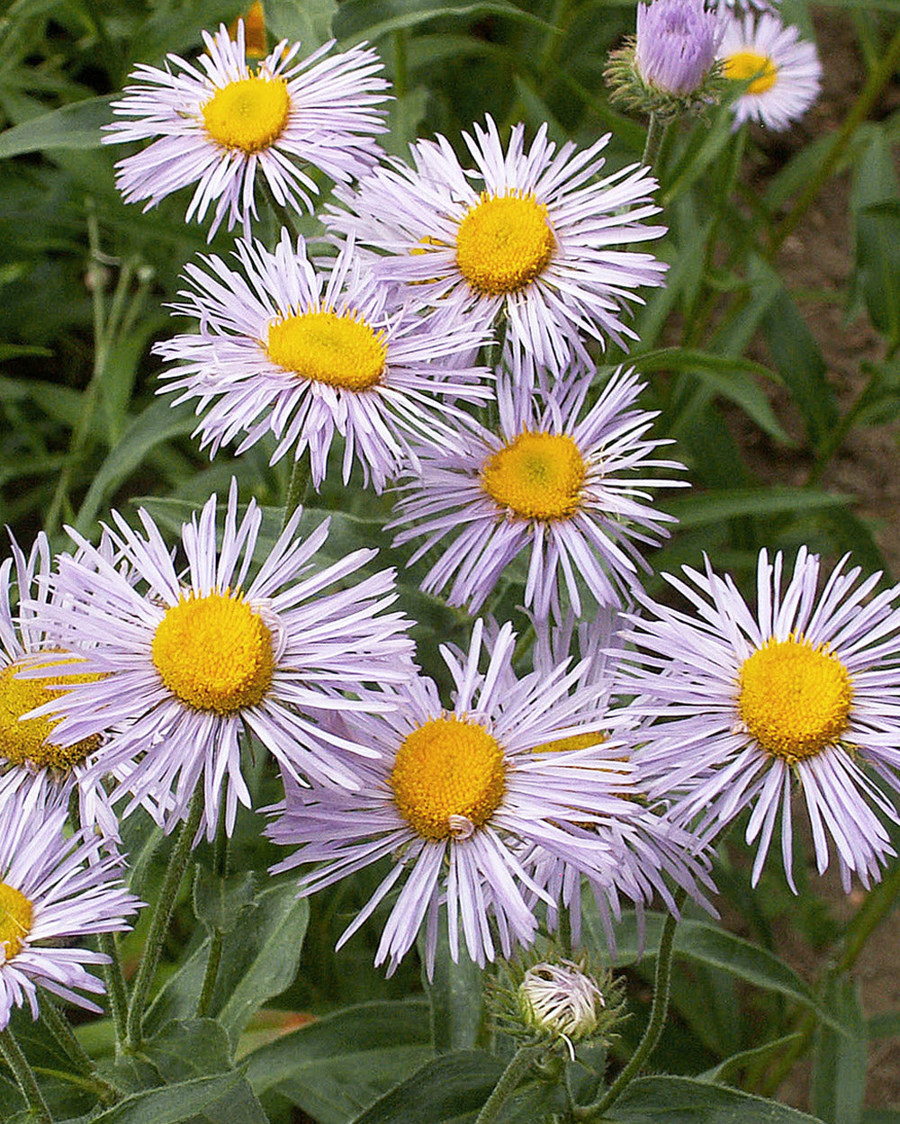 Bumble Bee Bar Wildflower Seed Mix