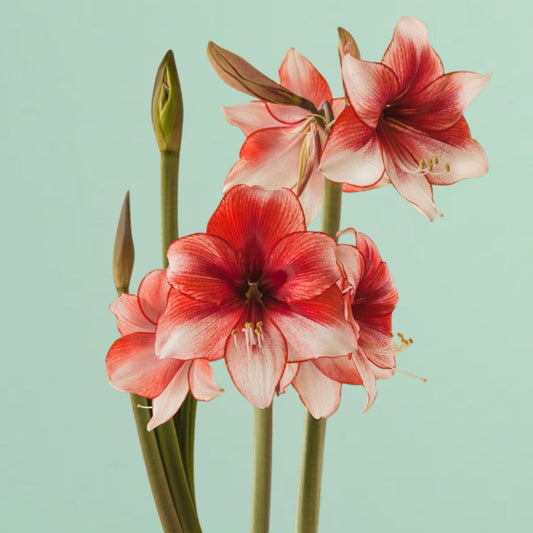 Charisma Amaryllis Bulb