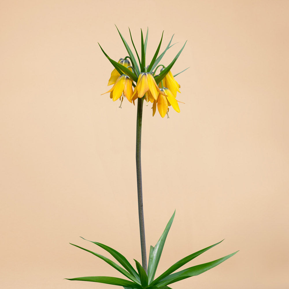 Fritillaria Imperial Lutea Bulbs