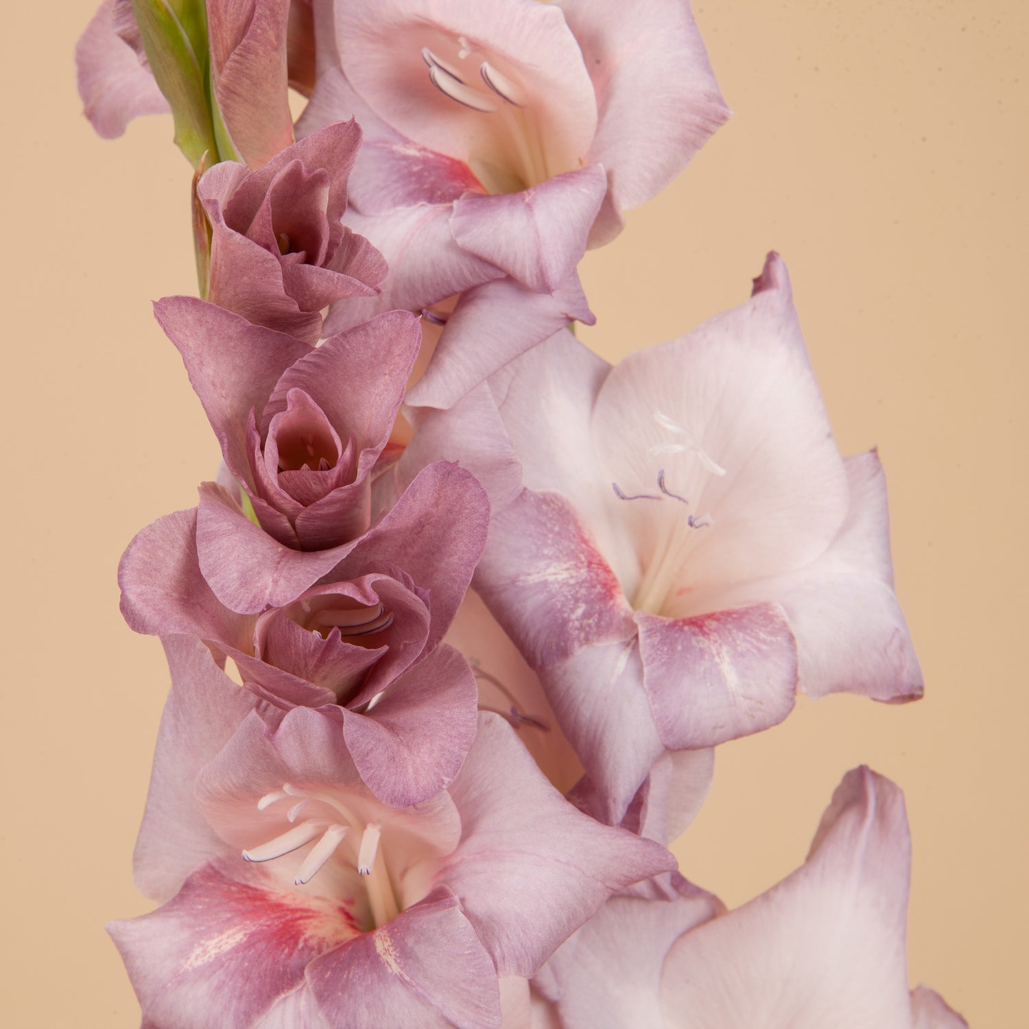 Spring Bulbs
