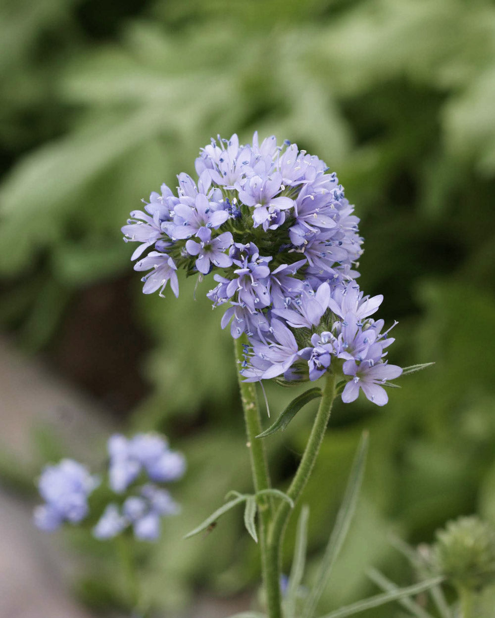 Bumble Bee Bar Wildflower Seed Mix