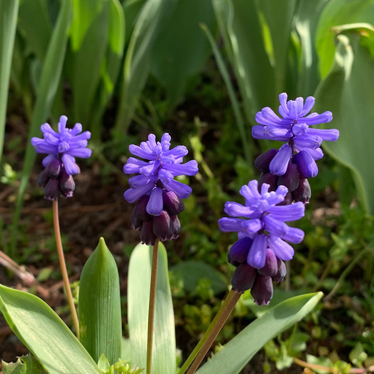 Grape Ice Muscari Bulbs