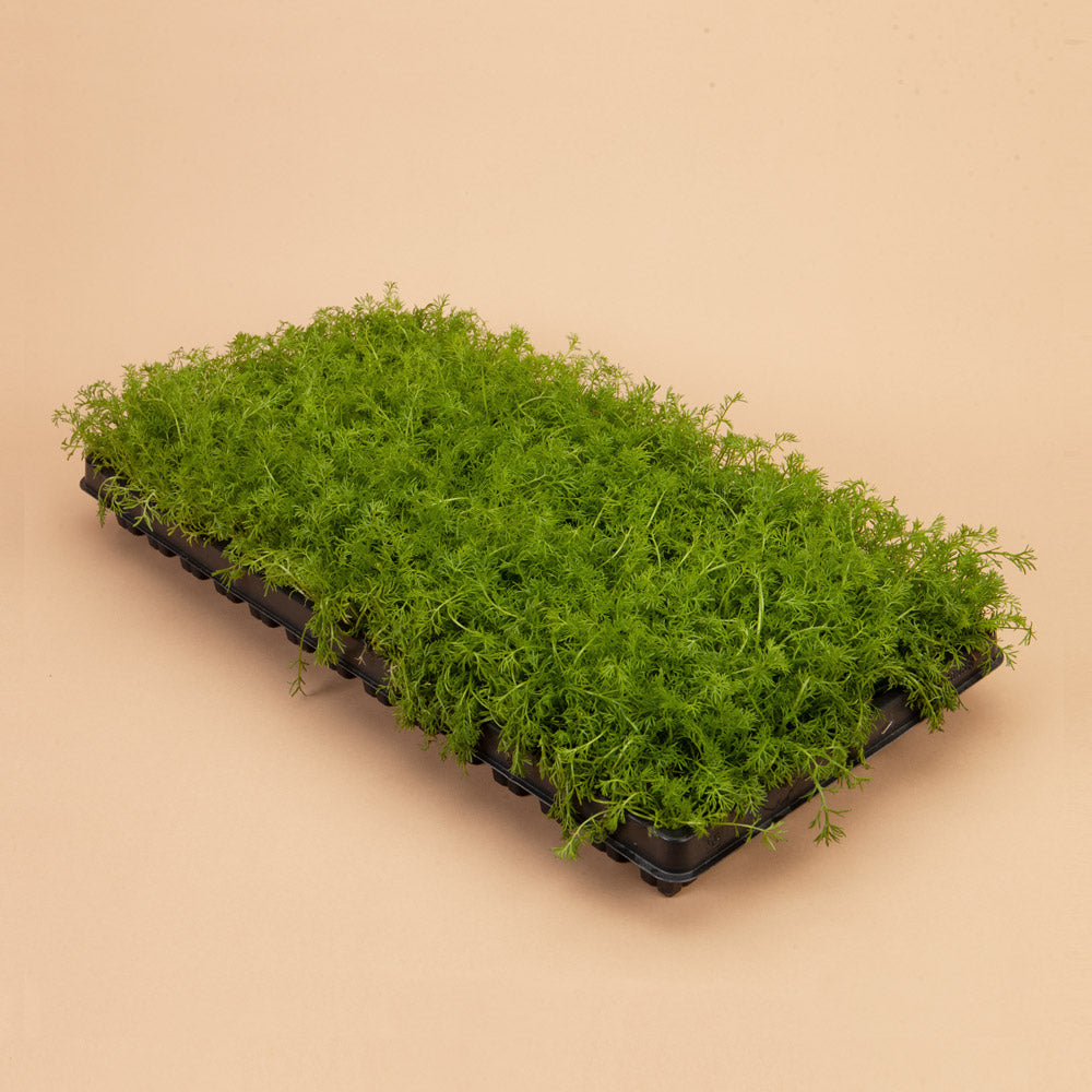 Treneague Chamomile Ground Cover Lawn Replacement Kit