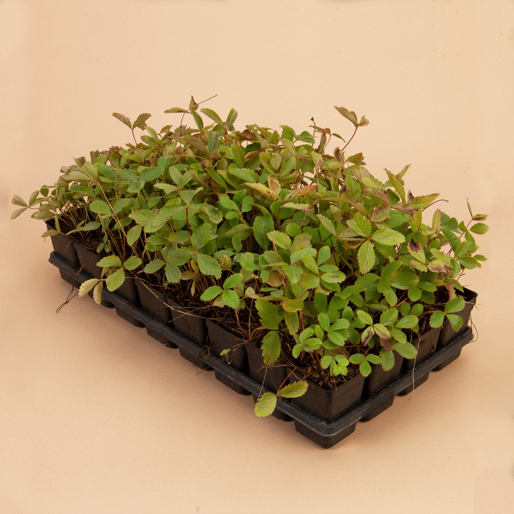 Wild Strawberry Ground Cover Lawn Replacement Kit