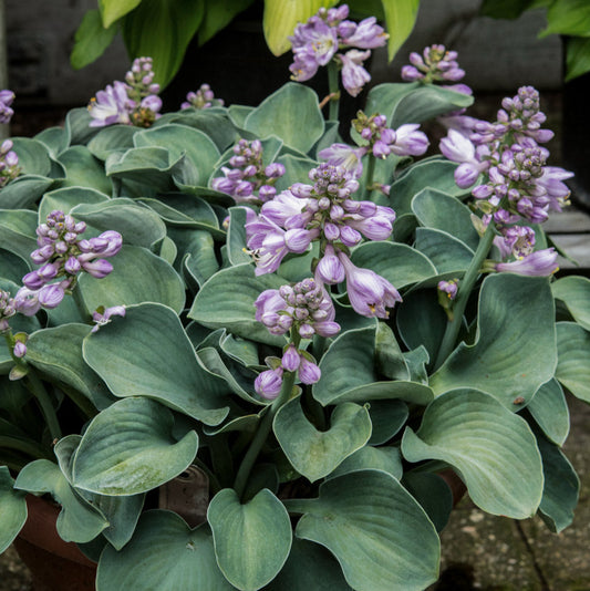 Blue Mouse Ear Hosta Plants