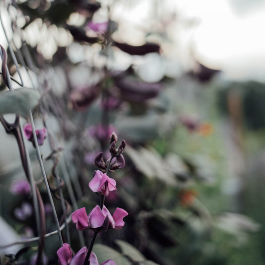 Ruby Moon Hyacinth Bean Seeds