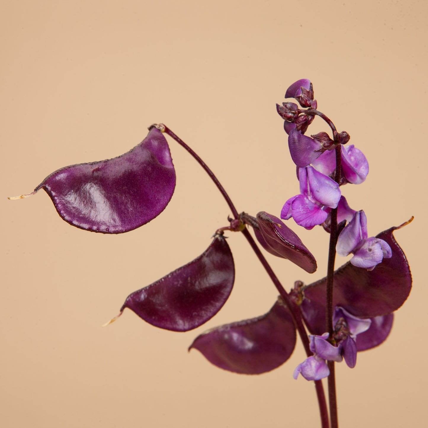 Purple Pollinator Seed Bundle