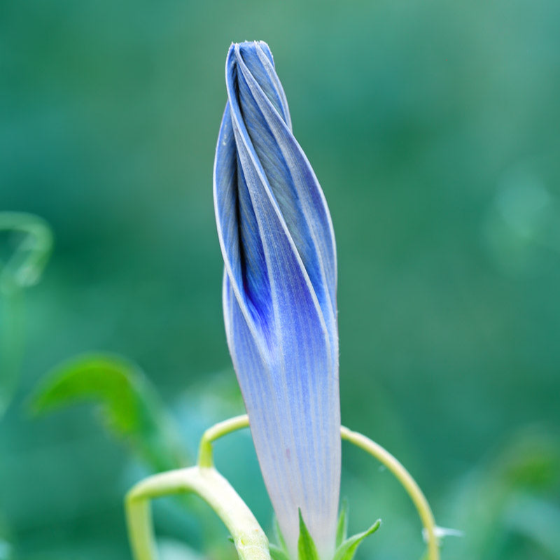 morning glory seed Flying Saucer Morning Glory Seeds