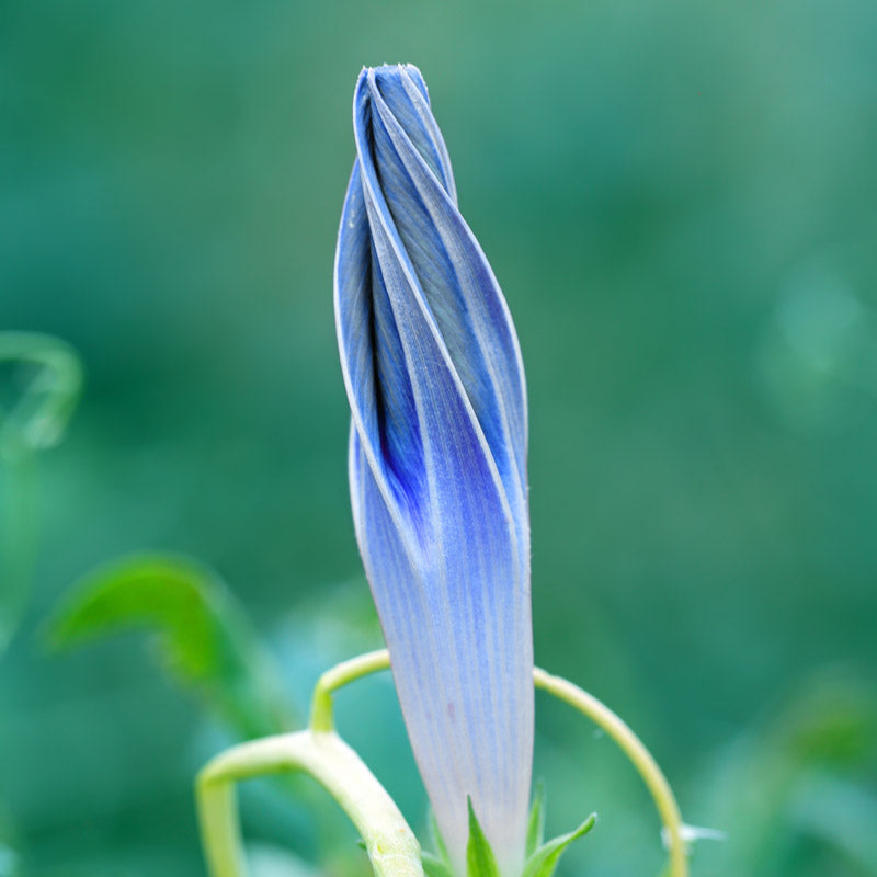 Flying Saucer Morning Glory Seeds