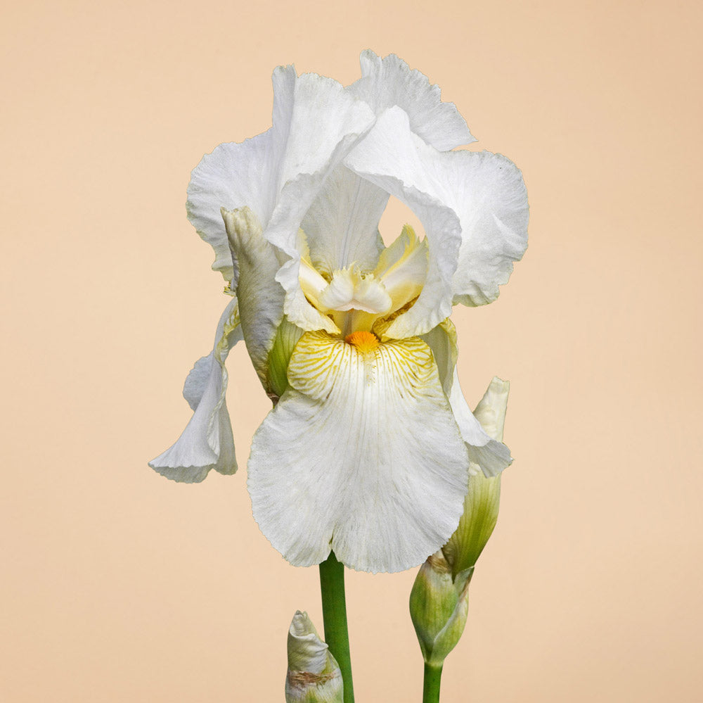 Immortality Iris Rhizomes – Plantgem