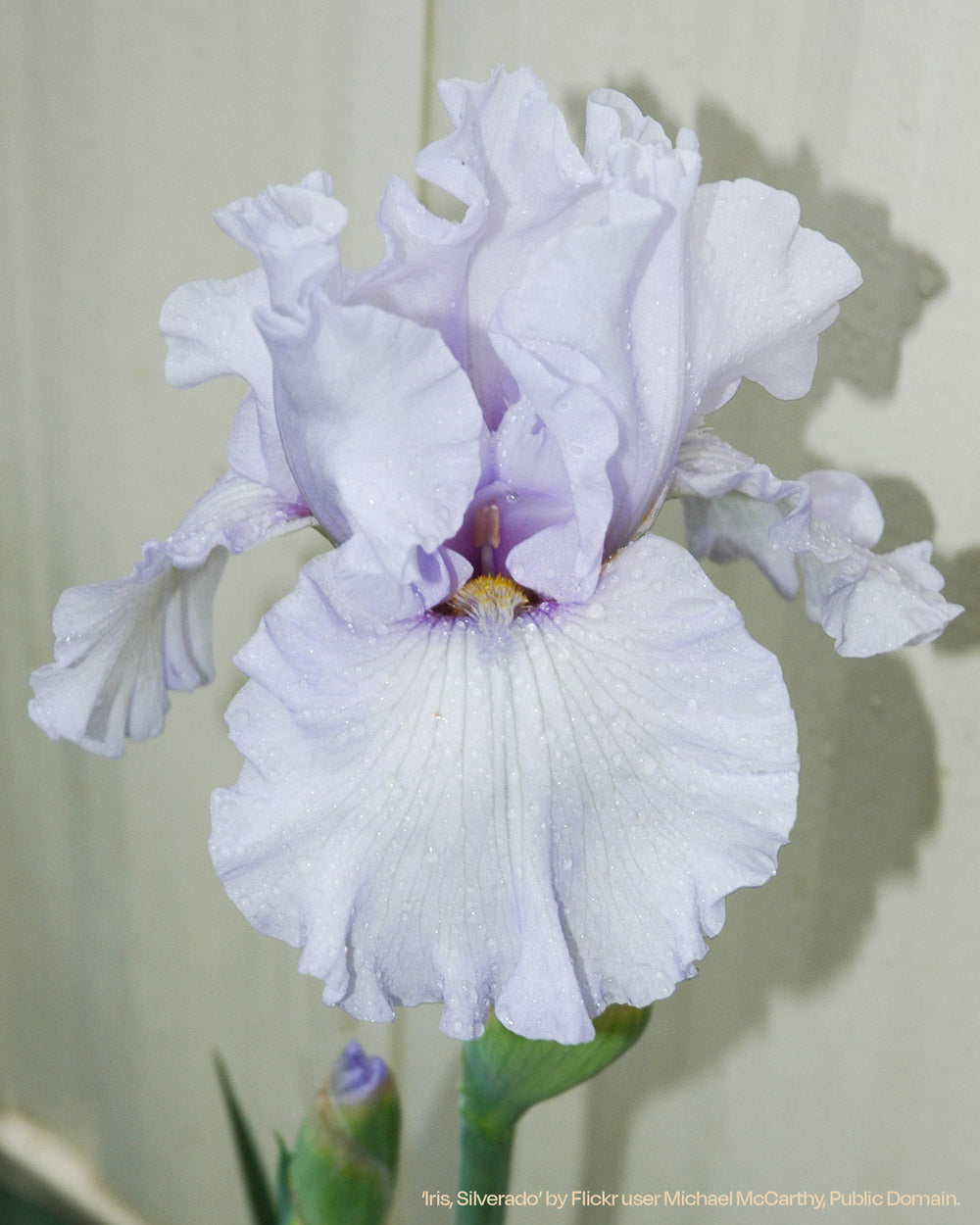Silverado Iris Rhizomes