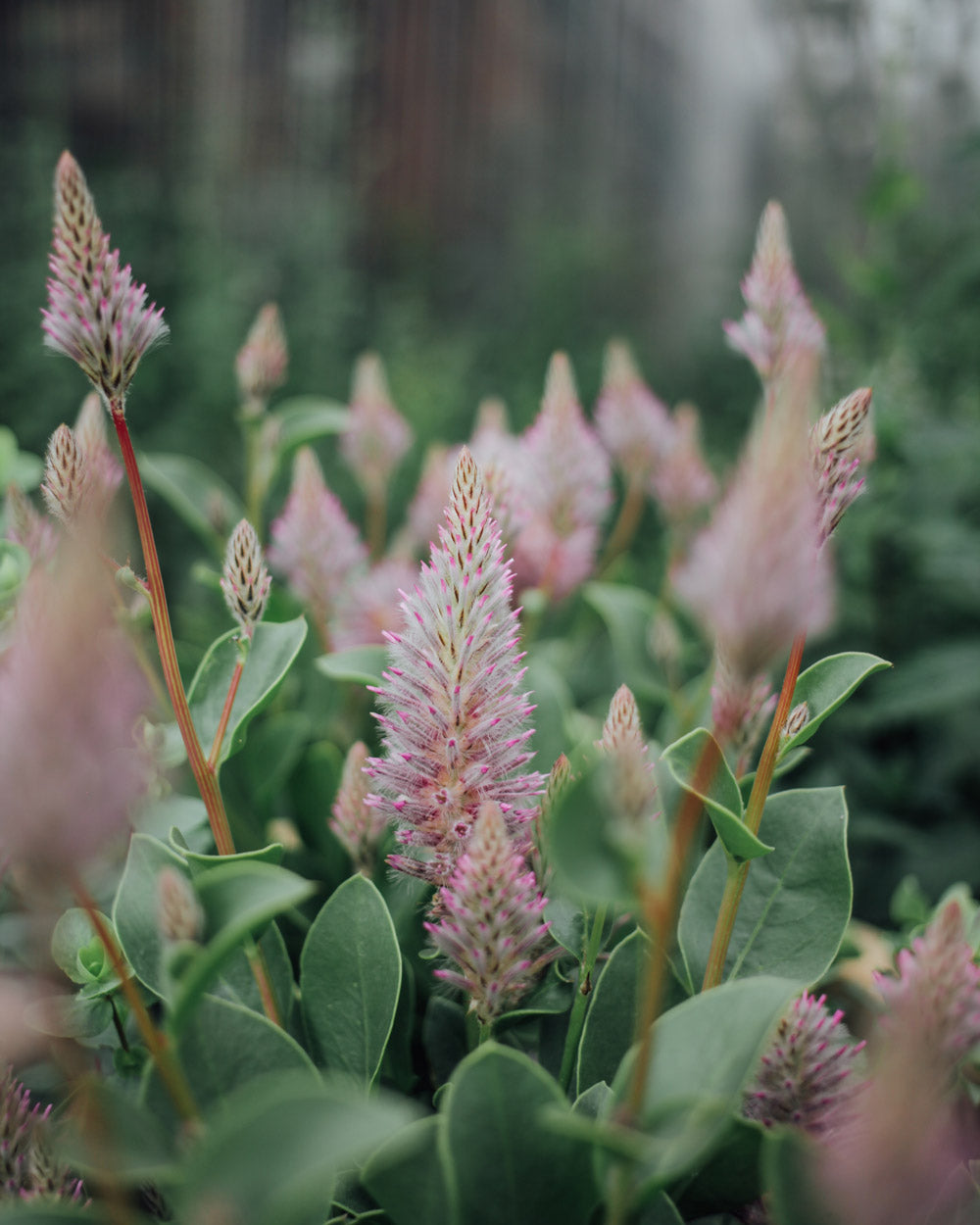 Pink Cutting Garden Kit: 12 Plants