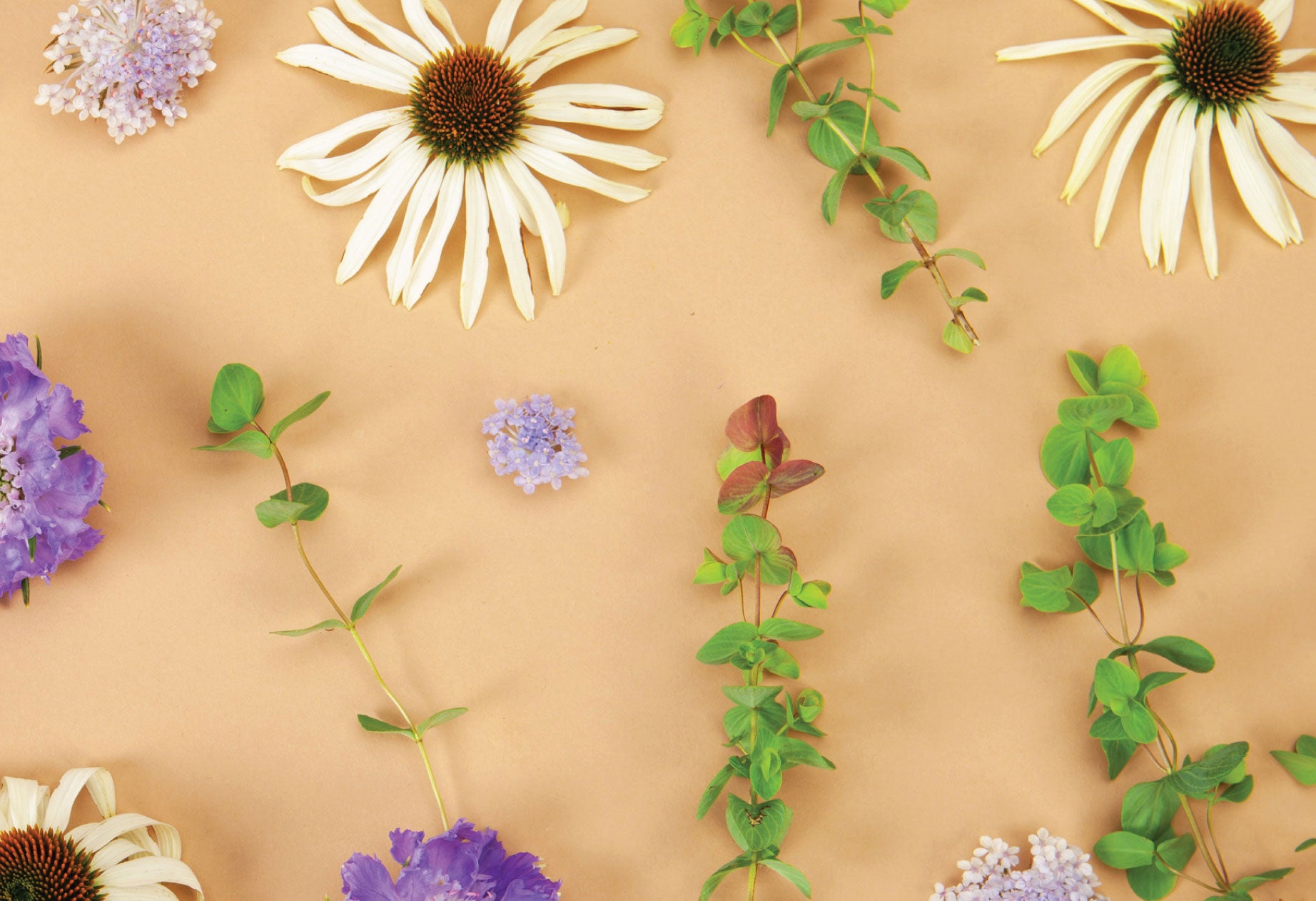 Dried Starflowers — Articulture Designs
