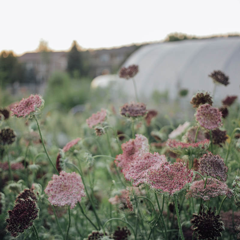 Chocolate Lace Flower Seeds