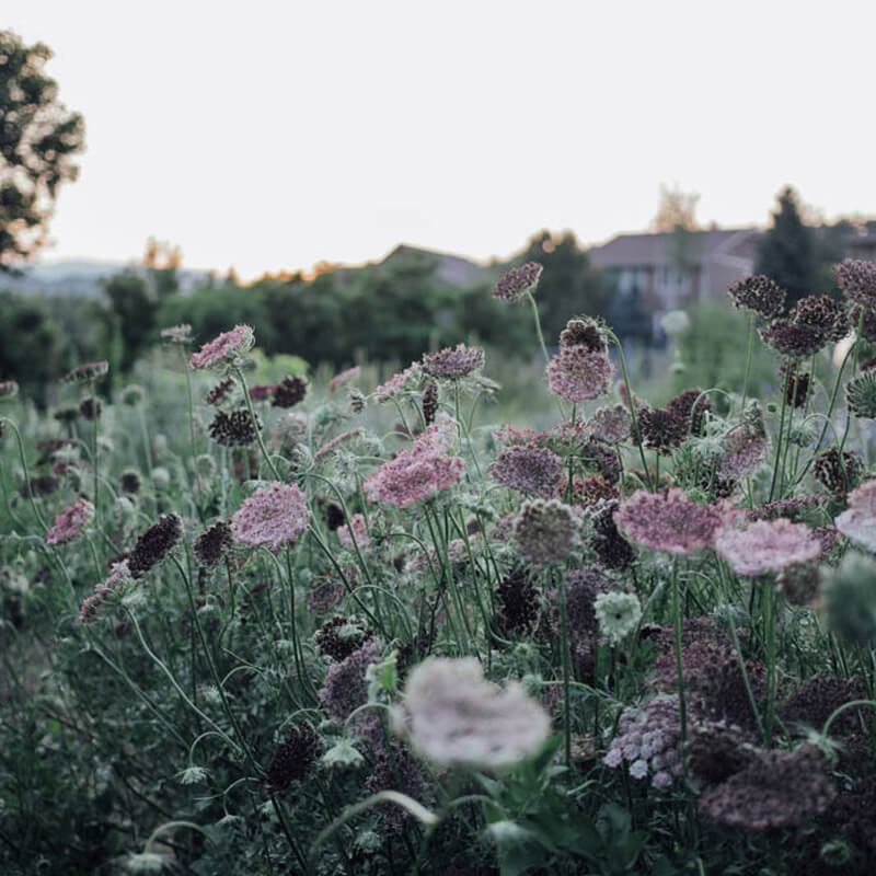 Chocolate Lace Flower Seeds