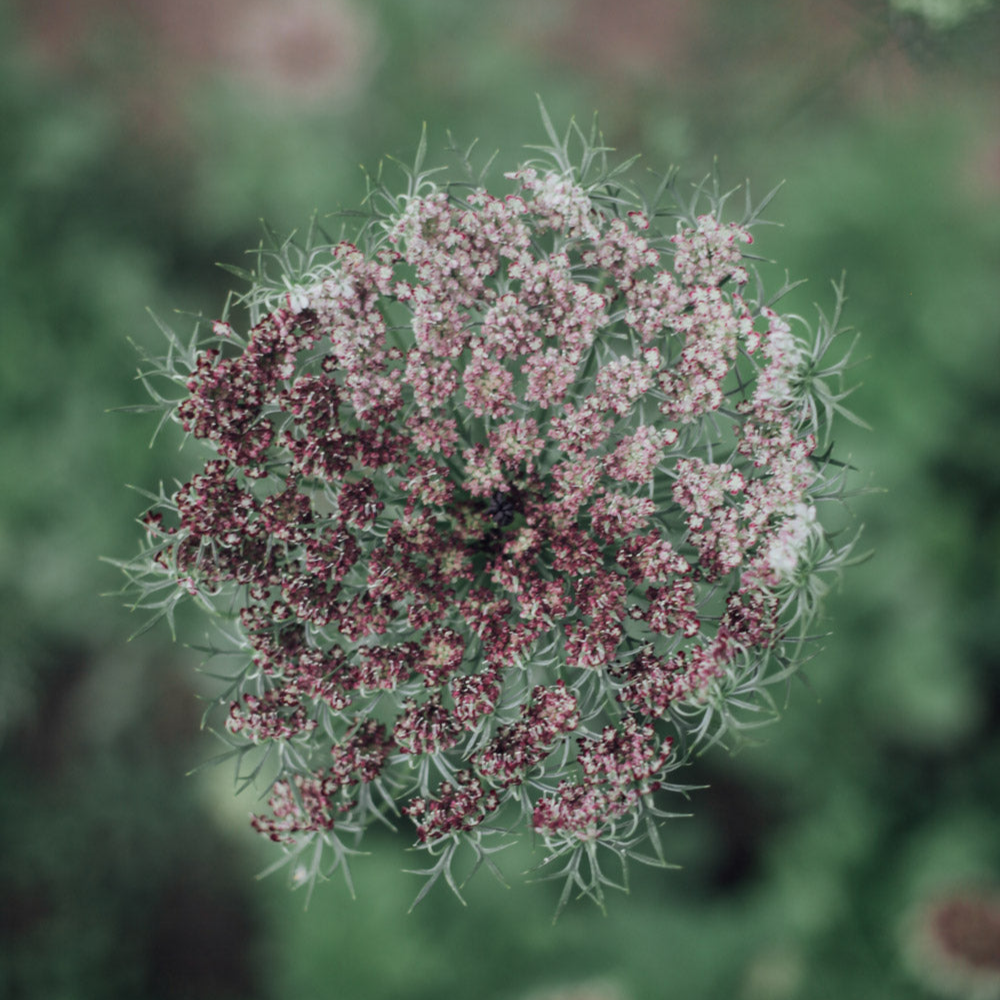 Chocolate Lace Flower Seeds