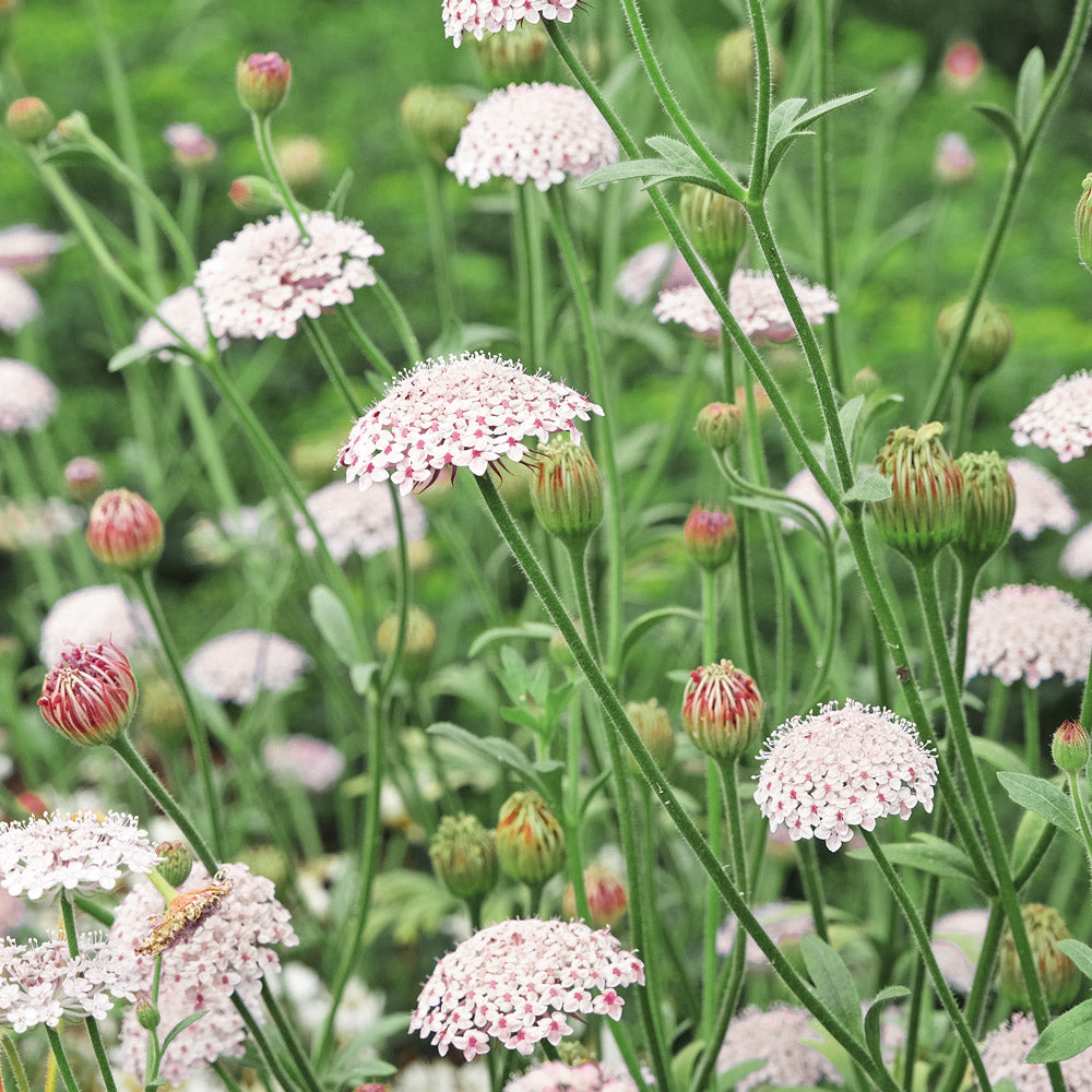 Lacy Pink Lace Flower Seeds