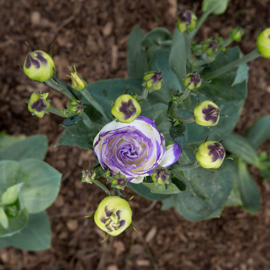 Blue Picotee Lisianthus Plants