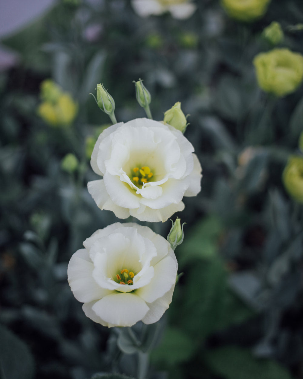 White Doublini Lisianthus Plants
