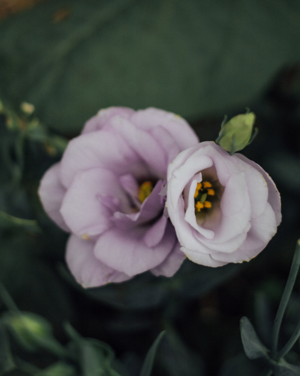 Pollinators Garden Kit: 15 Plants