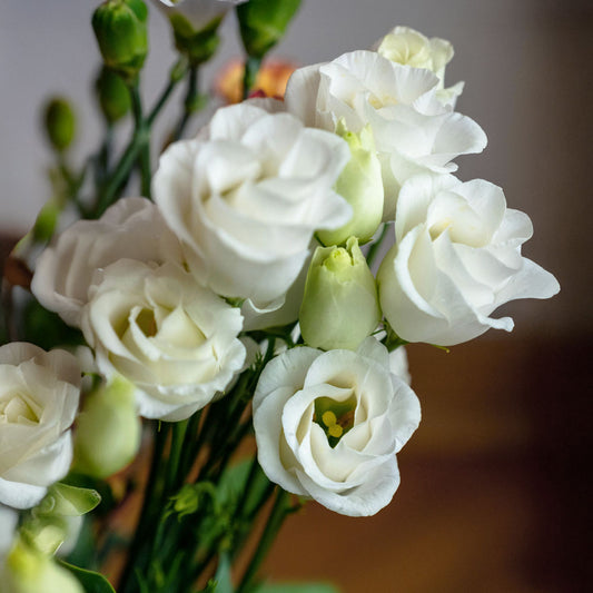 White Doublini Lisianthus Plants