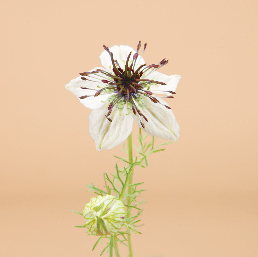 Black And White (African Bride) Love In A Mist Plants