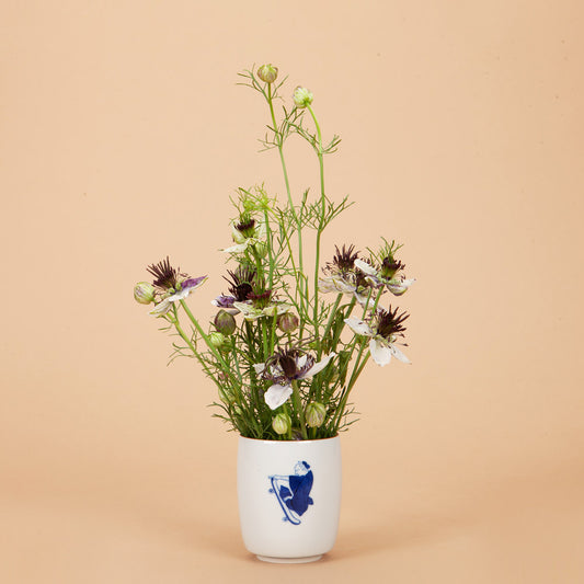 Delft Blue Love In A Mist Plants