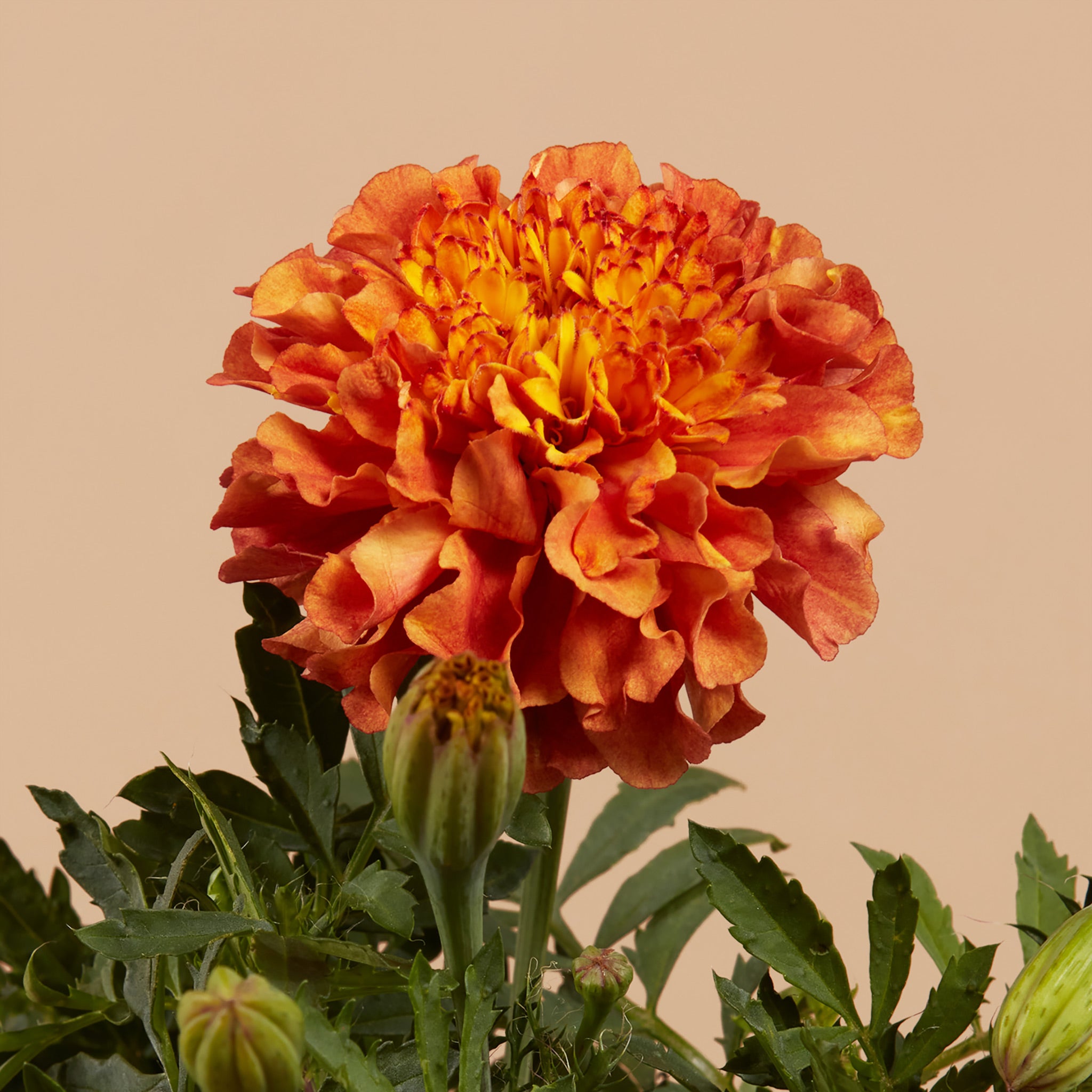 Edible Flower Garden Kit 15 Plants PlantGem Plantgem