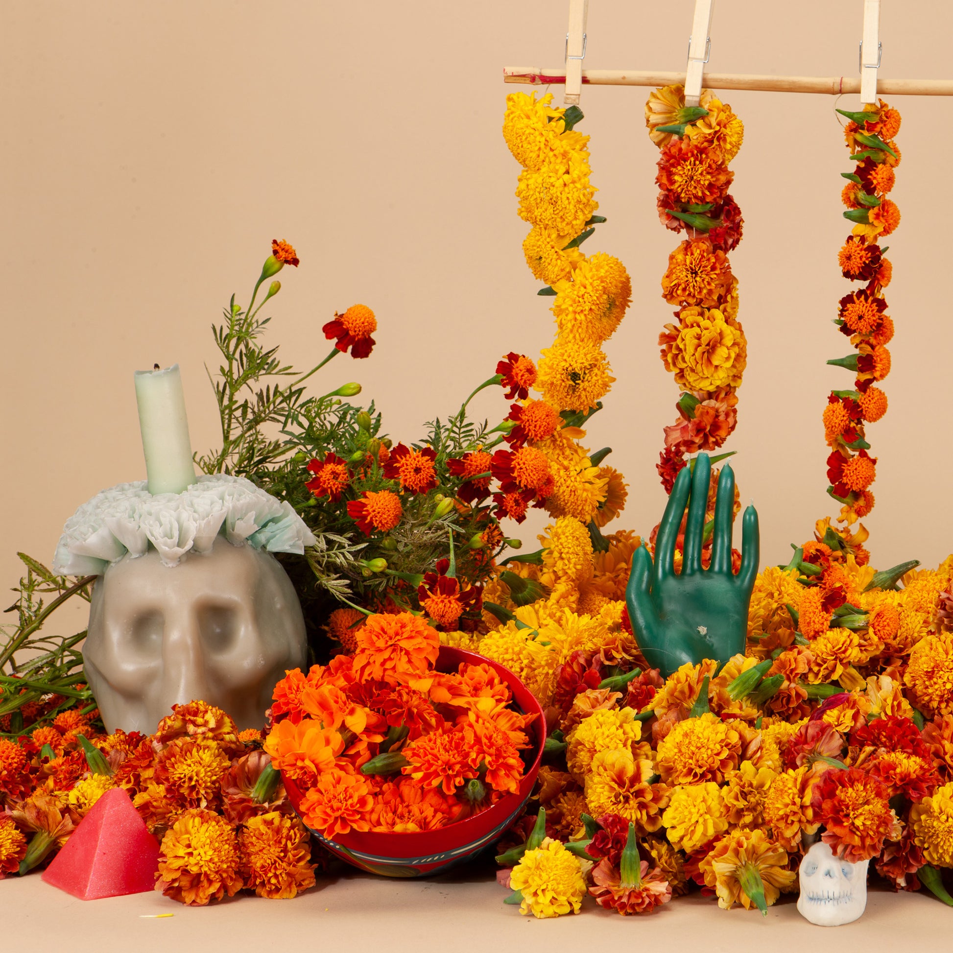 marigold seed collection Marigold Mix Seed Bundle