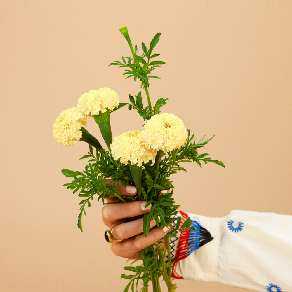 white swan marigold seeds Marigold Mix Seed Bundle