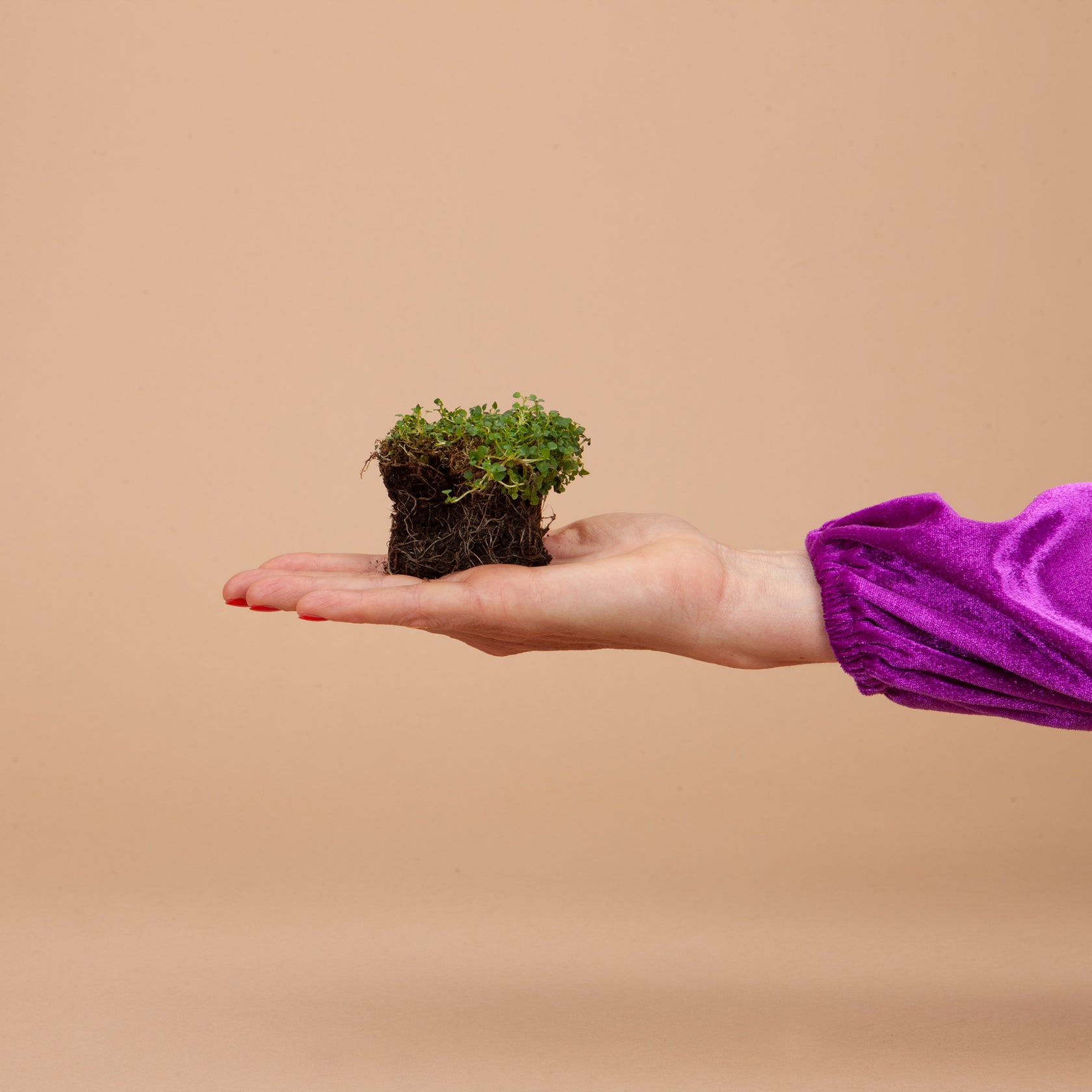 Edible Flower Garden Kit 15 Plants PlantGem Plantgem