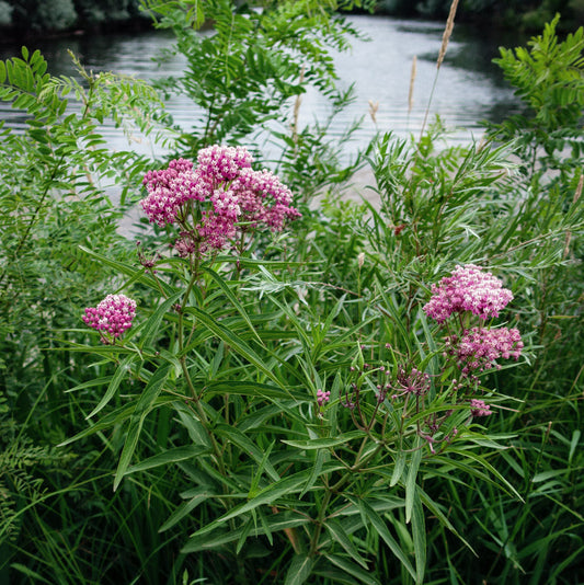 Soulmate Milkweed Plants