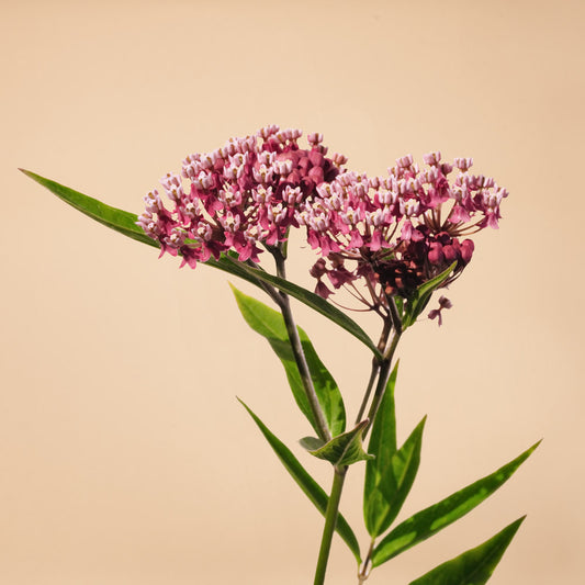 Soulmate Milkweed Plants