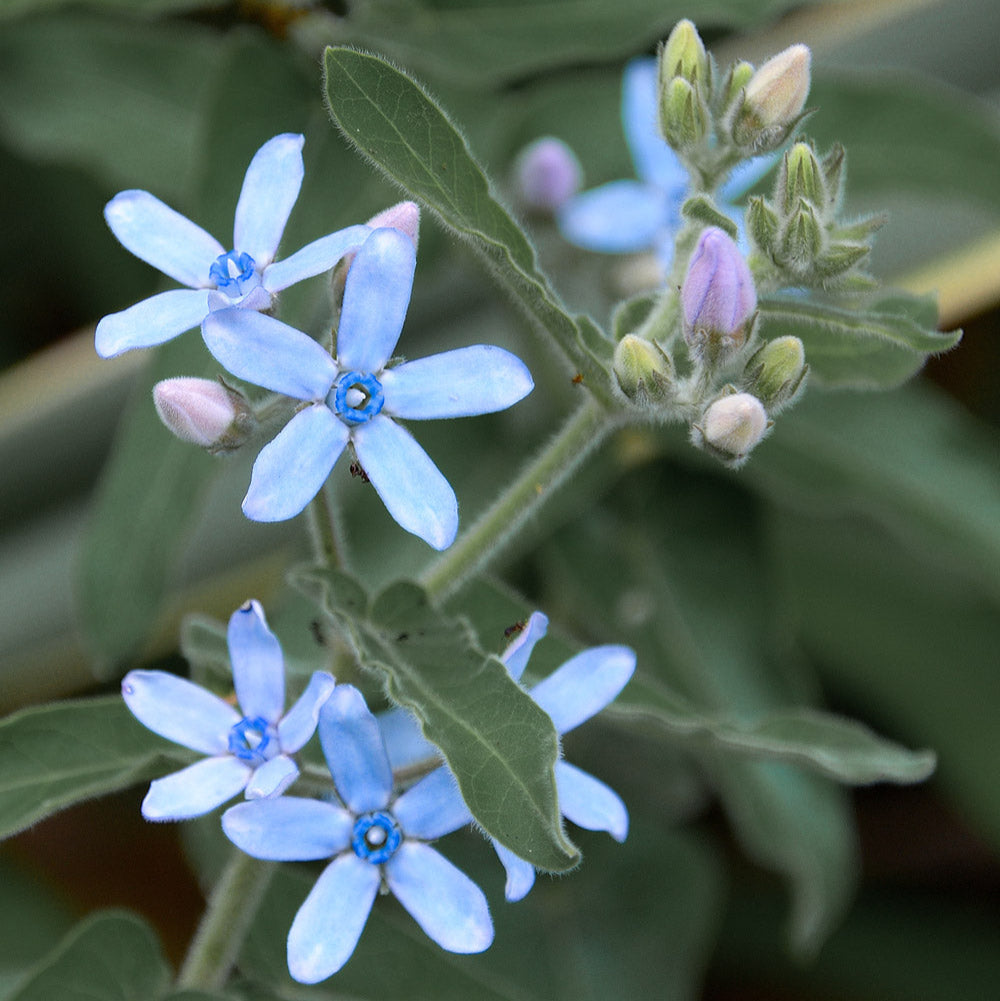 Heavenly Blue Tweedia Milkweed Plants Plantgem