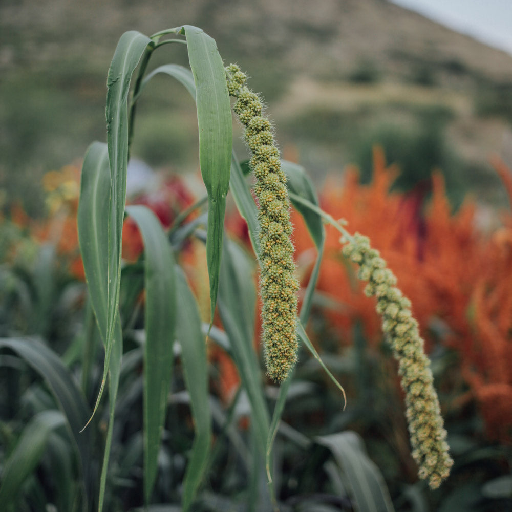 Grassy Mix Seed Bundle