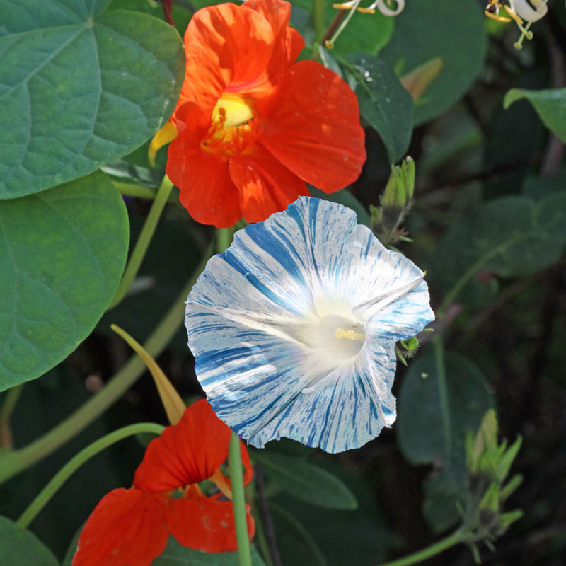 flying saucer plant Flying Saucer Morning Glory Seeds