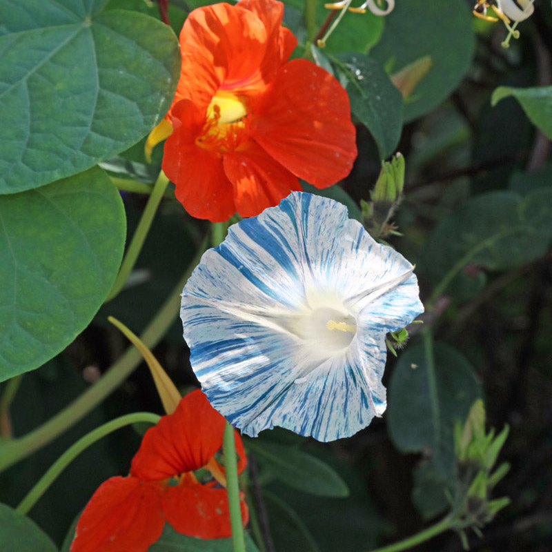 Flying Saucer Morning Glory Seeds