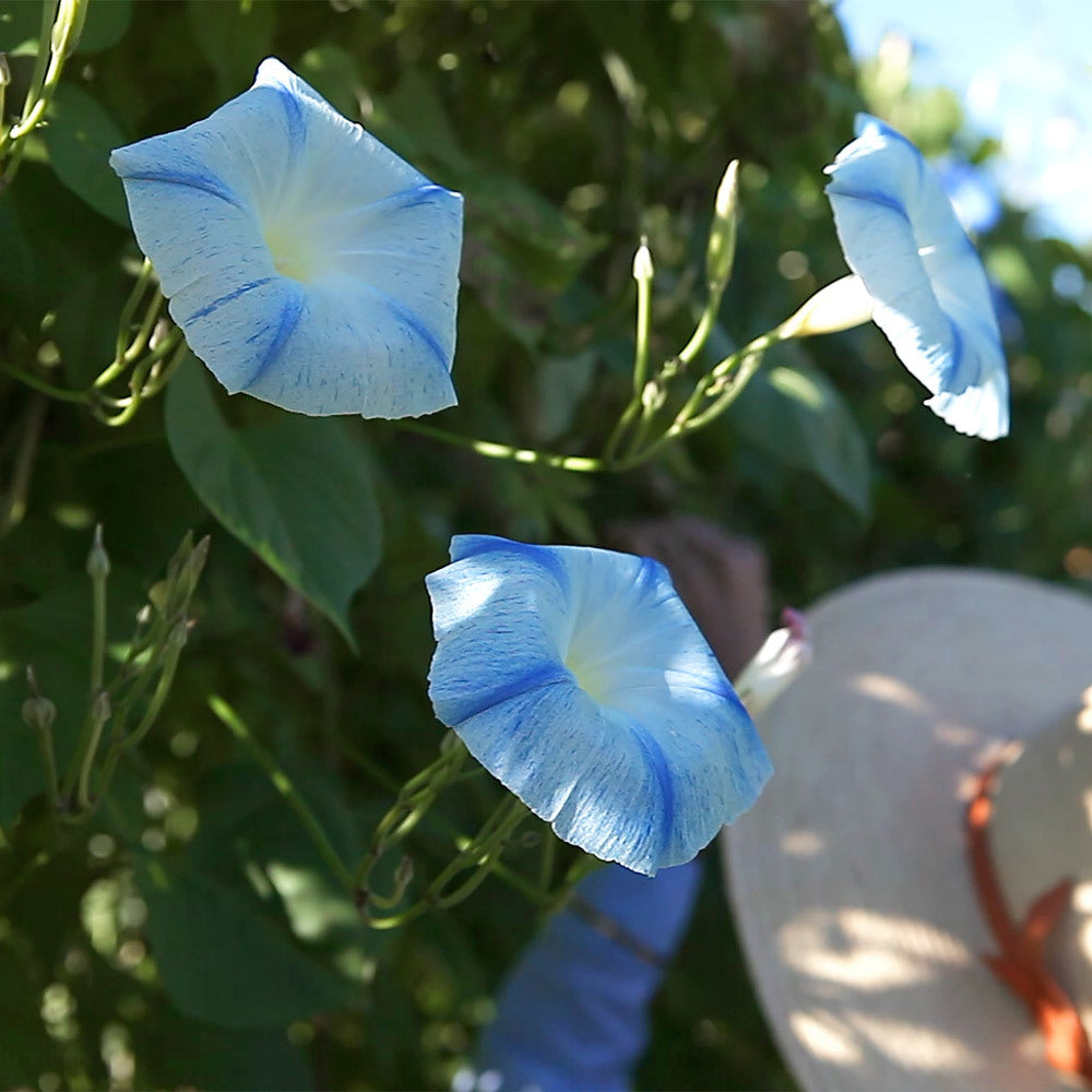 morning glories from seeds Flying Saucer Morning Glory Seeds