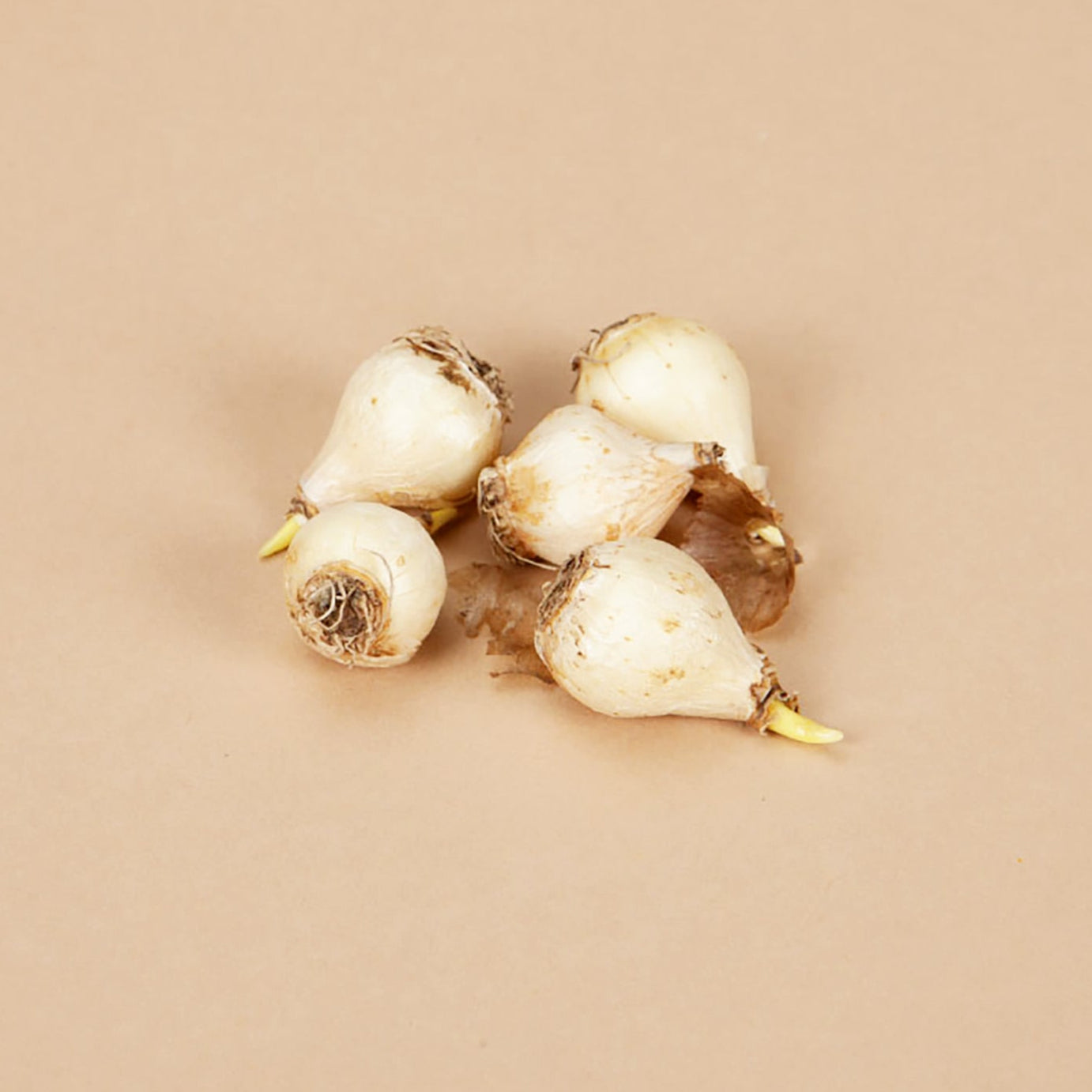 Grape Ice Muscari Bulbs