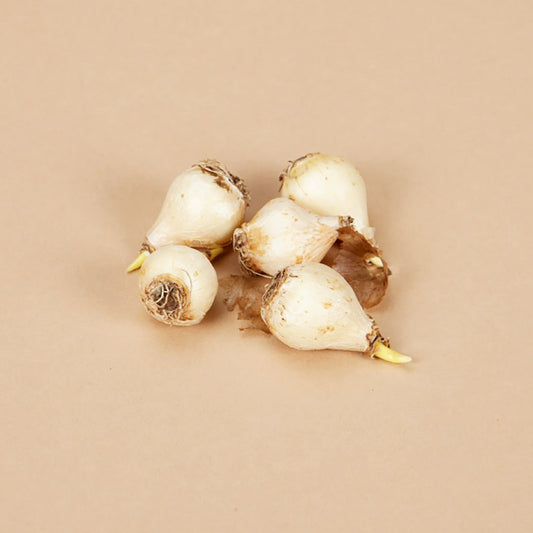 Grape Ice Muscari Bulbs