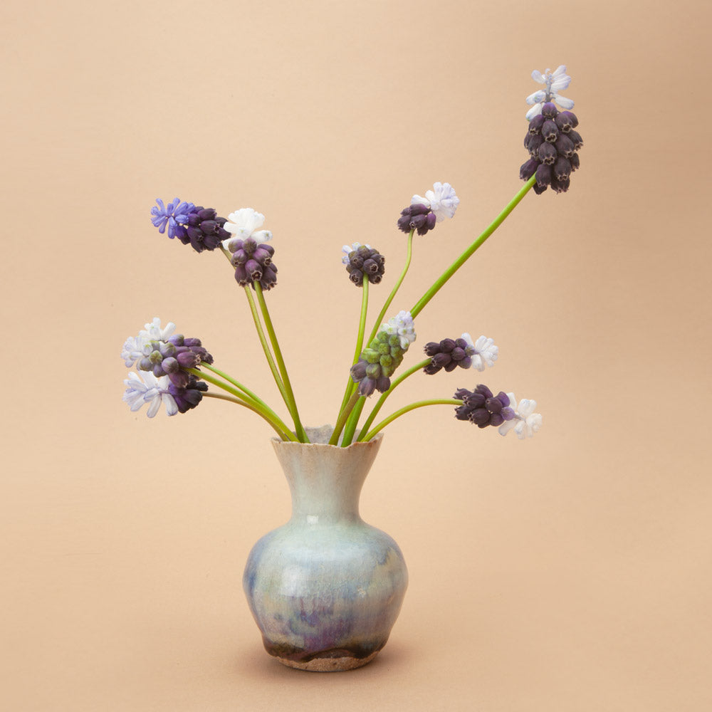 Grape Ice Muscari Bulbs