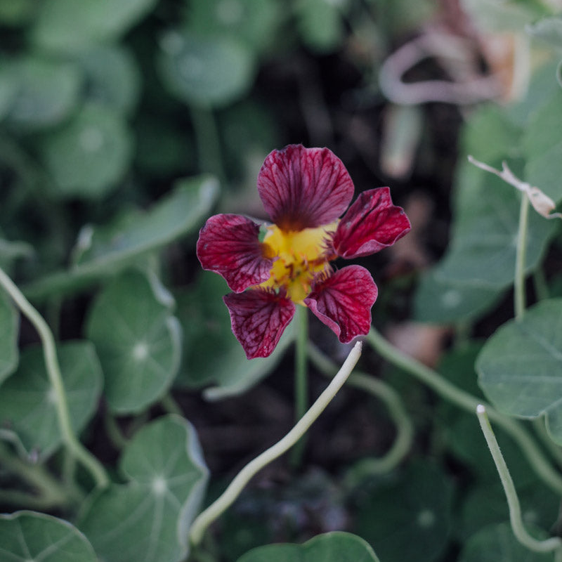 Purple Emperor Nasturtium Seeds