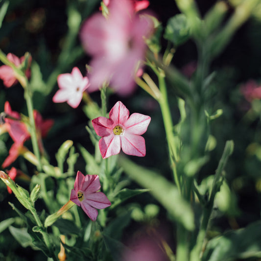 Perfume Bright Rose Nicotiana Plants