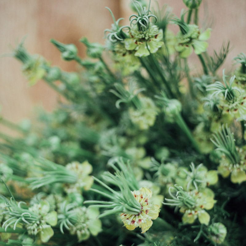 Cut Flower Garden In a Box