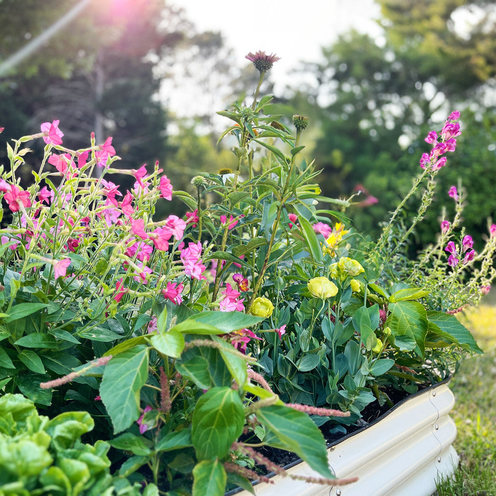 The Opal Capsule Garden: 30 Plants