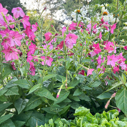 Perfume Bright Rose Nicotiana Plants