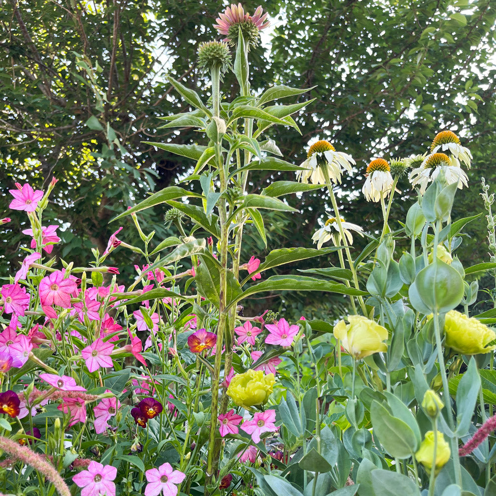 The Opal Capsule Garden: 30 Plants