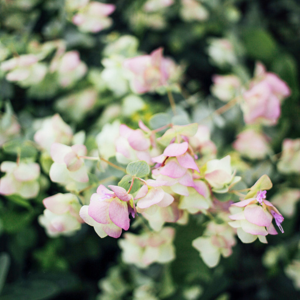 The Rose Quartz Capsule Garden: 18 Plants