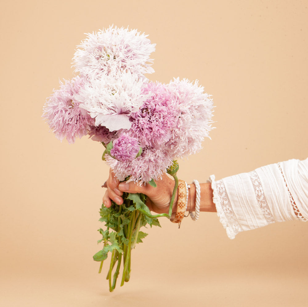 pom pom flower seeds Lilac Pompom Breadseed Poppy Seeds
