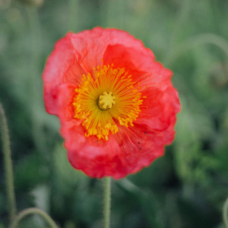 Champagne Bubbles Pink Iceland Poppy Seeds